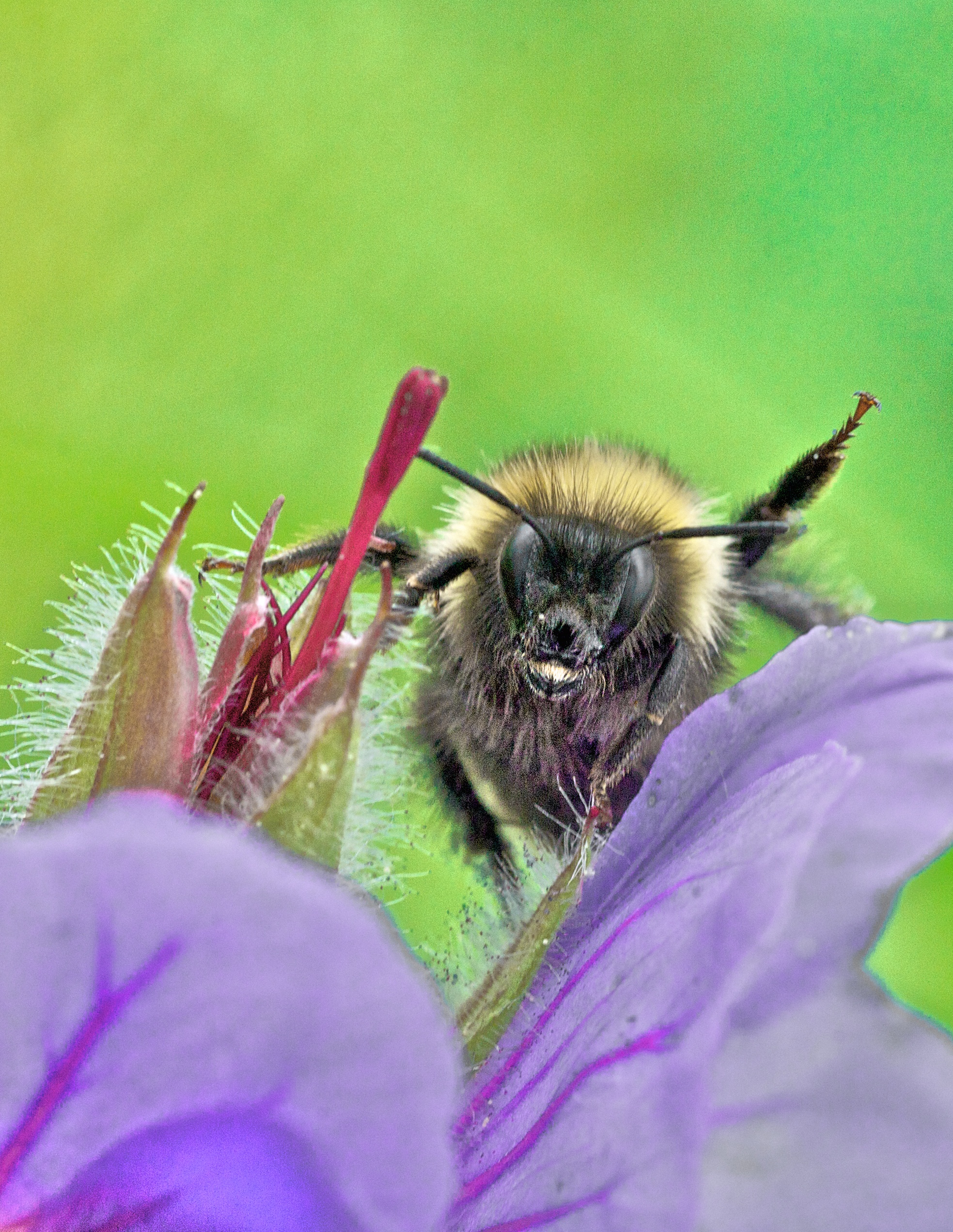 alaskan-bumble-bee-approaches-wild-geranium