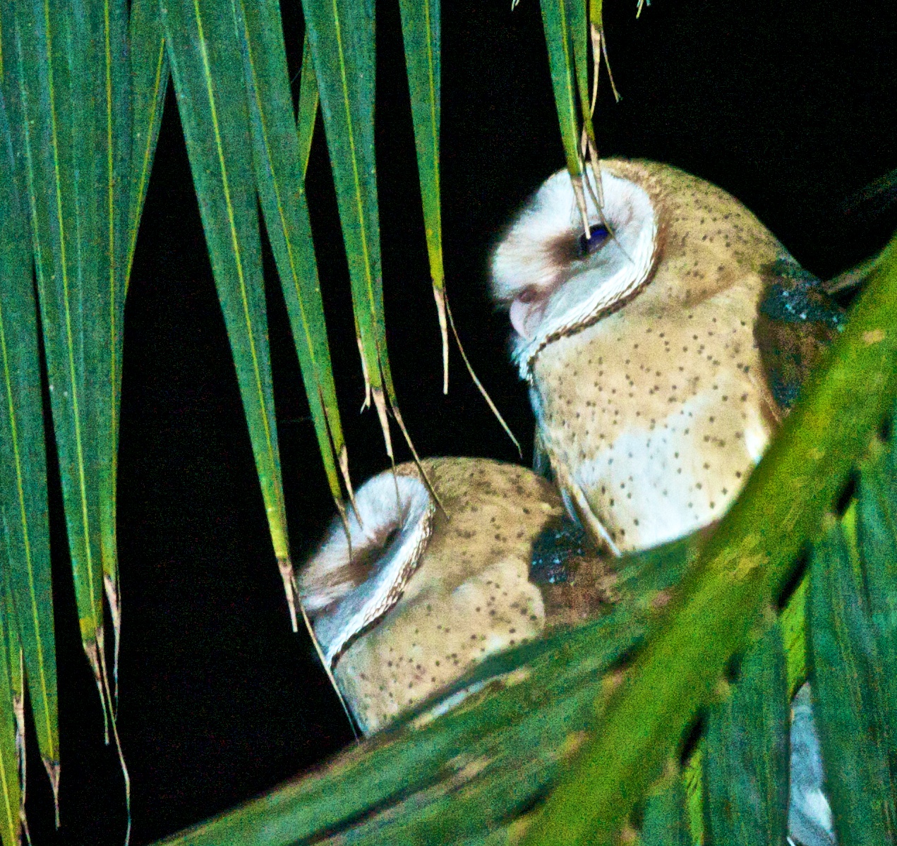 barn-owl-fledglings-on-mcgee-5169