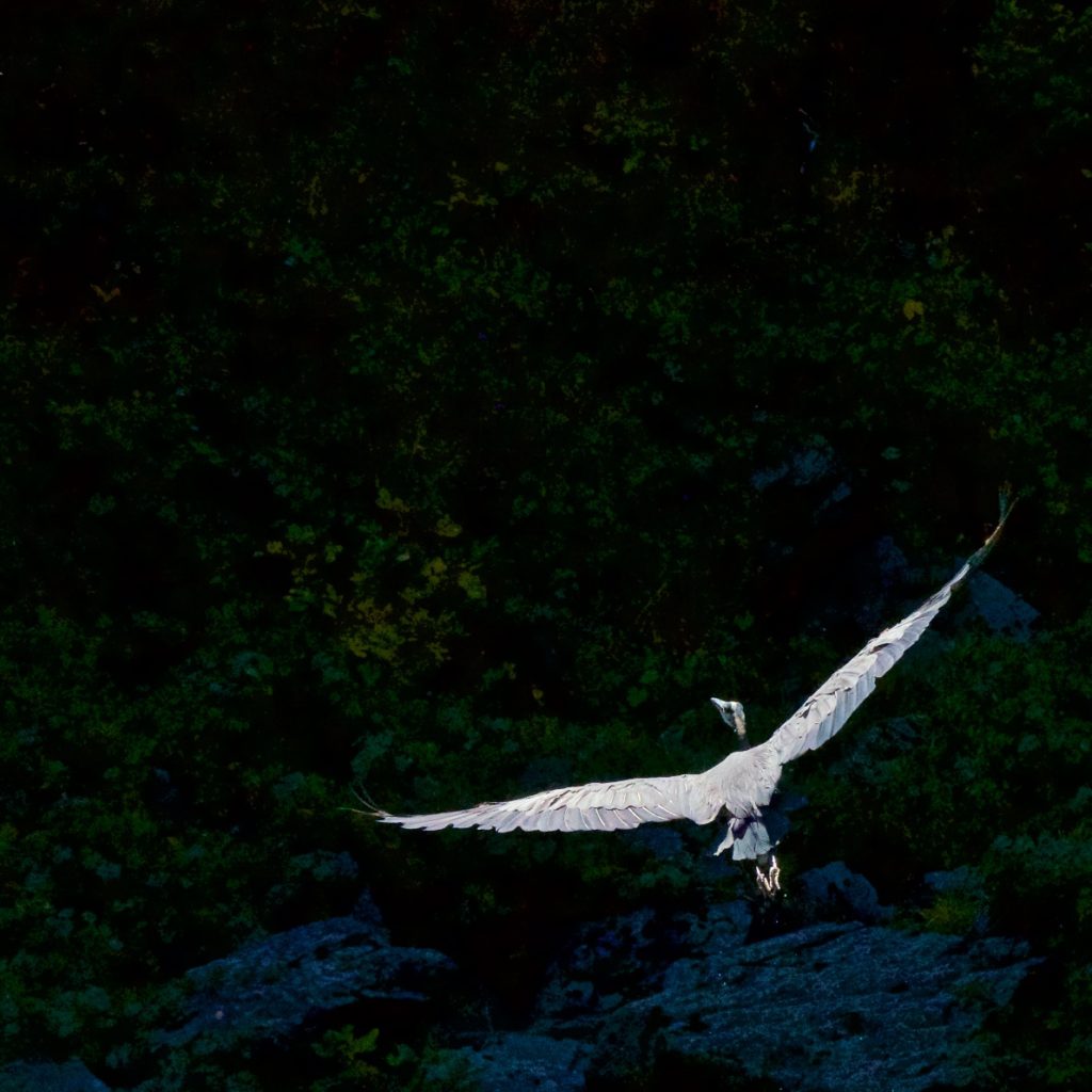 A Great Blue Heron flies into a side canyon of the Rogue River